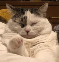 un reve de chat