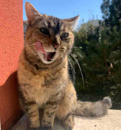 un reve de chat