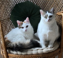 un reve de chat